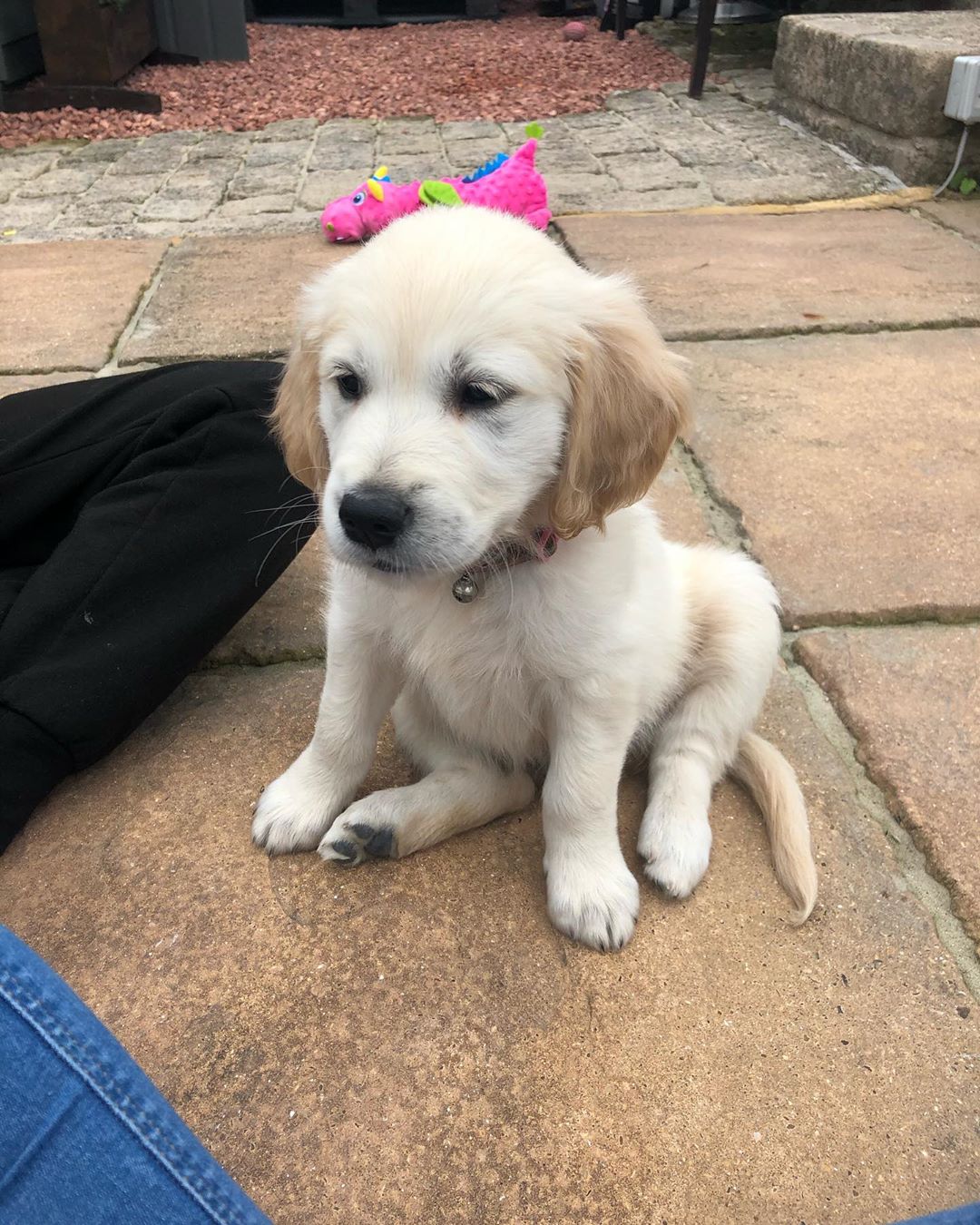 Cachorro Golden Retriever de Criadero Atienza